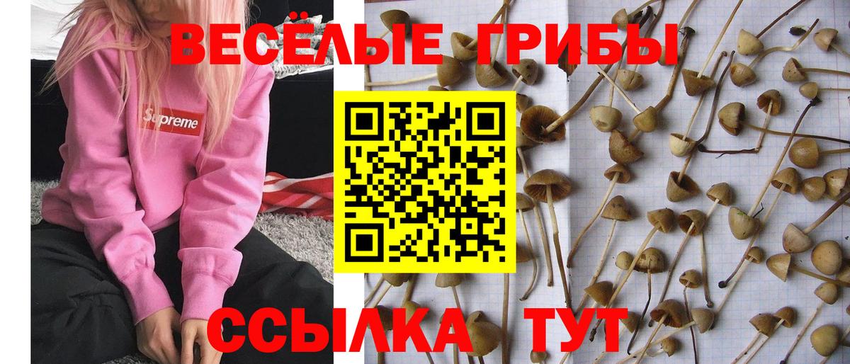 Тара  Псилоцибиновые грибы Psilocybine cubensis  Вход с VPN  Псилоцибиновые грибы Cubensis 